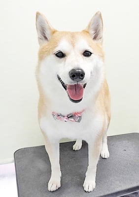 小村ゆずちゃん