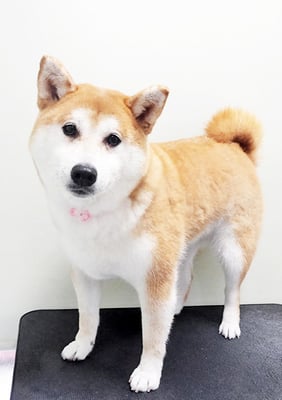 西田モコちゃん