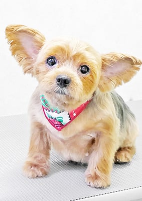 冨松すももちゃん