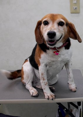 坂元ハナちゃん