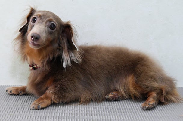 瀬戸口イザベラちゃん