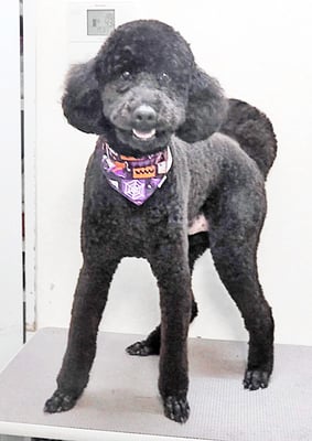 弥栄ラッキーちゃん