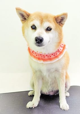 小田ハルちゃん