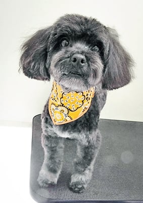 山口オレオちゃん