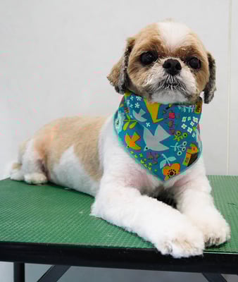 有留コロちゃん