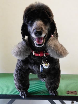 梶原リヴちゃん