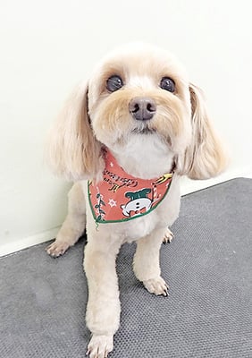 前原クッキーちゃん