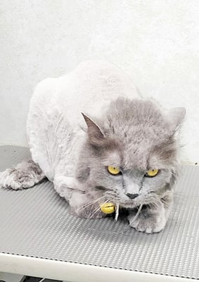 竹部うめちゃん