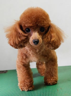 森崎ネネちゃん