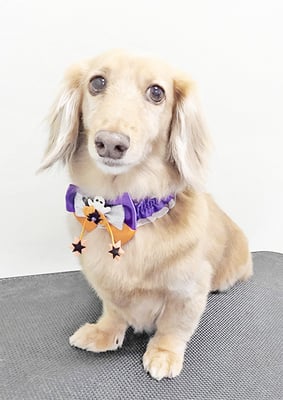 片山マルルちゃん