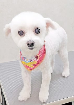 橋口リリィちゃん