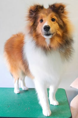 泊口みらちゃん