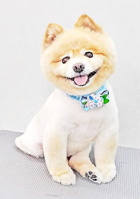 中間コジロウちゃん