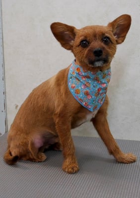 助村るぅちゃん