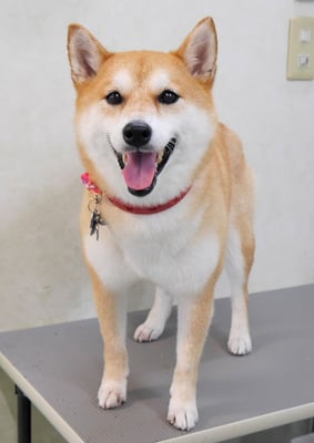 小村ユズちゃん