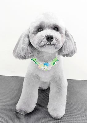 田中ロビンちゃん