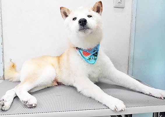 平木へいちゃん