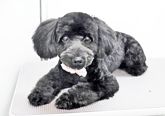 川元ポムちゃん