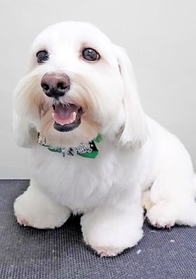 鳥丸ソルトちゃん