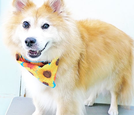 村松ゴンちゃん