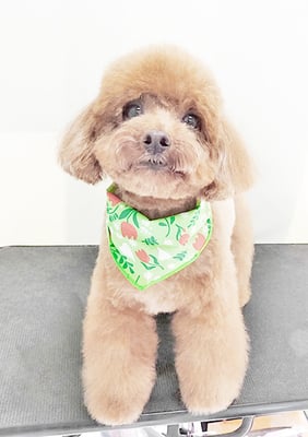 古市りんちゃん