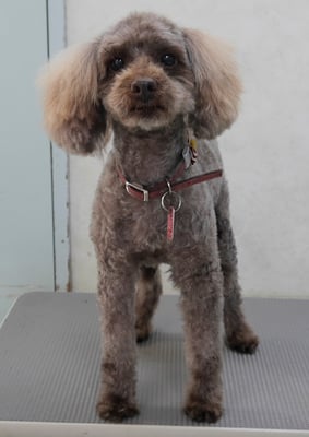 内薗ココアちゃん