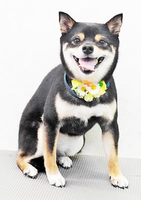 中尾あんずちゃん