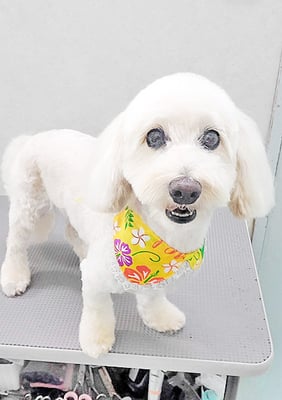 﨑ダップーちゃん