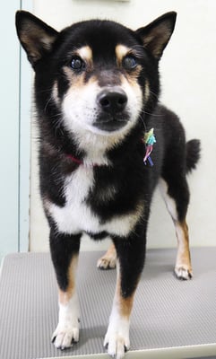 和田ランちゃん