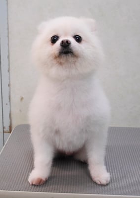 森崎ピュアちゃん