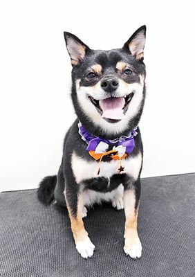 中尾あんずちゃん