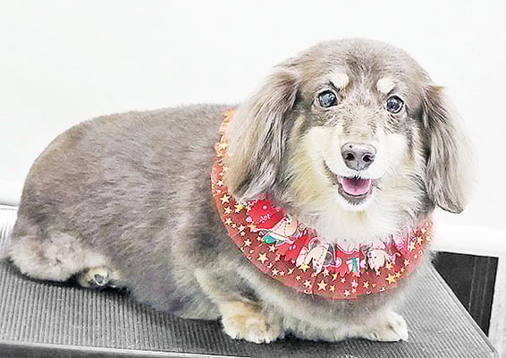 種子島レアちゃん