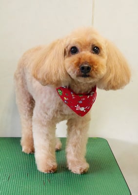 清藤チョコちゃん