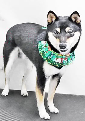 平野れんちゃん