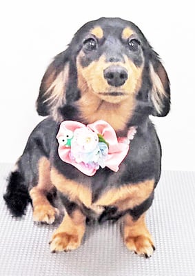 馬ラッキーちゃん