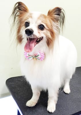 吉田パピちゃん