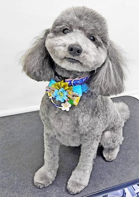 池田レオンちゃん