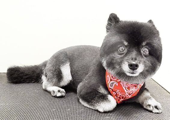 福山ポパイちゃん