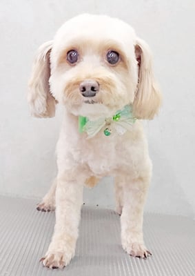 前原クッキーちゃん