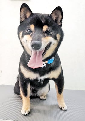 中野めらんちゃん