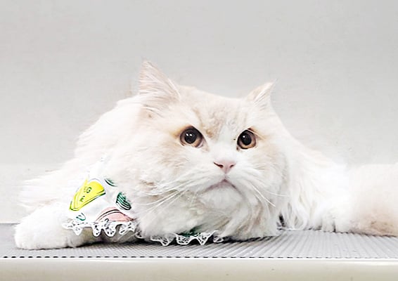 内村ハルちゃん