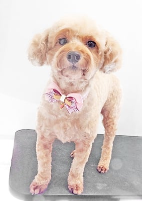 玉利ココちゃん