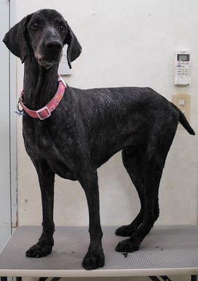 瀬戸山ココアちゃん