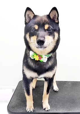 中野めらんちゃん