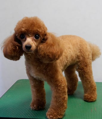 森崎ネネちゃん