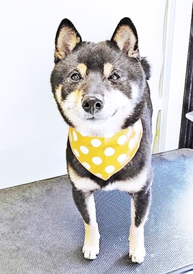 中野めらんちゃん