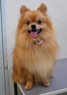 大井ポンタちゃん