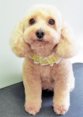 長谷ネネちゃん