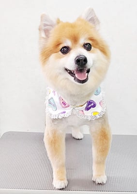 皆元シュワちゃん