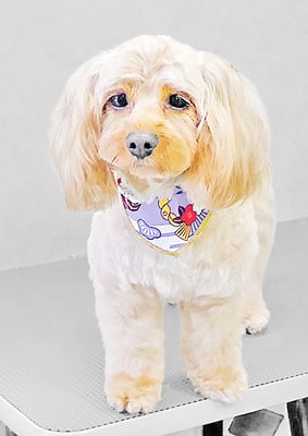 寺園ヴィヴィちゃん